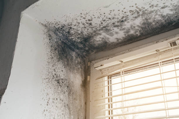 Trusted Attic Mold Removal service in Ephrata, WA - Cheap Mold Removal