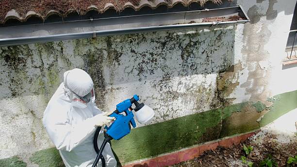 Top rated local Basement Mold Removal specialists in Ephrata, WA